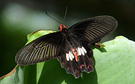 Rose Swallowtail (Atrophaneura aristolochiae)